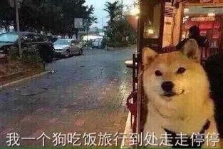 美女爆料单身狗图片视频,美女爆料背后的甜蜜故事