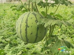 融安吃瓜事件后续进展,真相大白，后续发展盘点