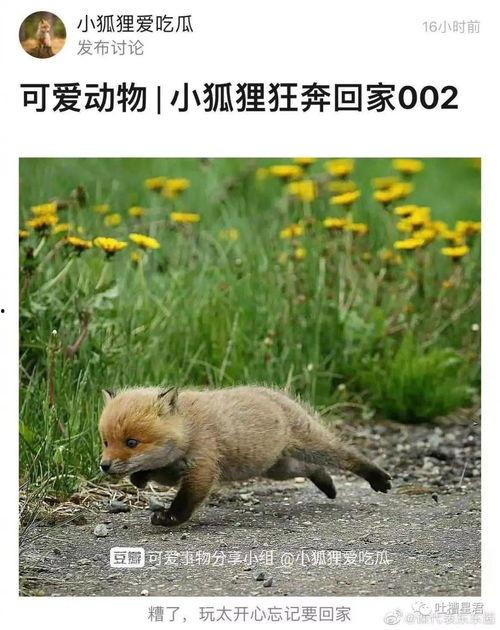 狐狸吃瓜吗,揭秘野生动物的饮食习惯