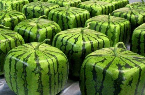 各年代吃瓜,各年代吃瓜文化概览