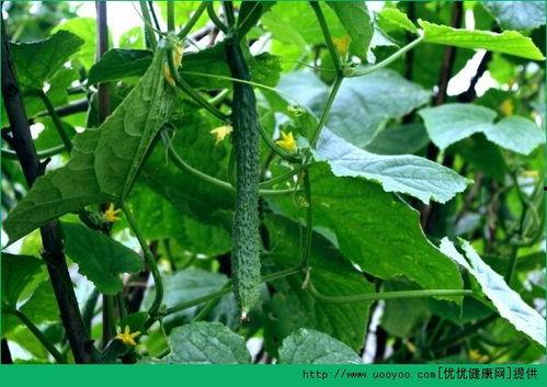 结石可以吃毛瓜吗,营养与健康的权衡