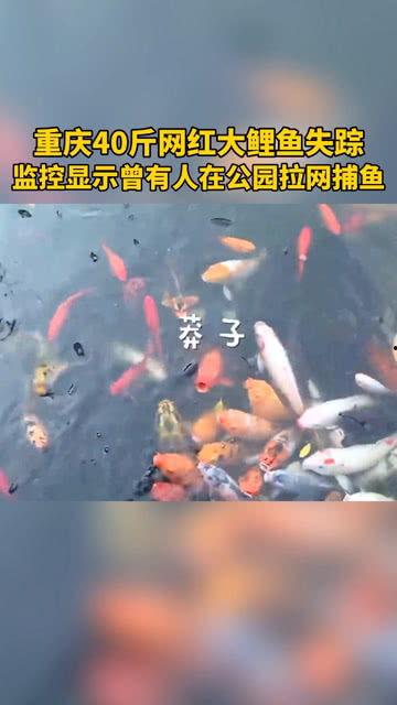 40斤的网红鲤鱼照片,揭秘网络红鱼背后的惊人真相