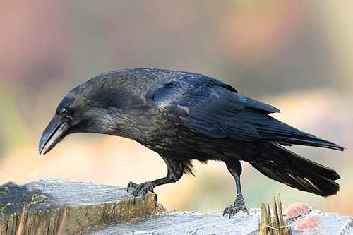 乌鸦吃瓜的图片图文,一场生态趣事