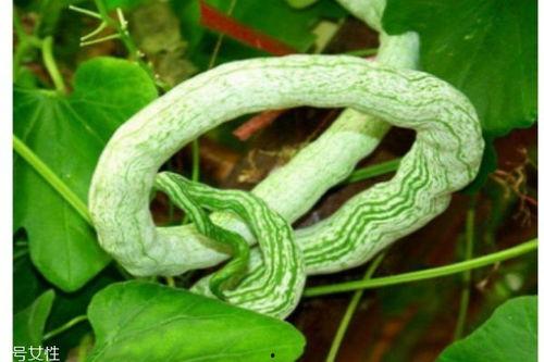 蛇瓜如何吃,探索美味与营养的完美结合