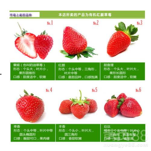 全明星草莓,闪耀舞台的甜蜜传奇