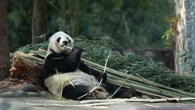 zoo吃v车队的瓜,揭秘背后故事与精彩瞬间