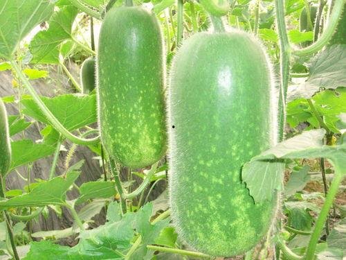 吃角瓜减肥博主,轻松享瘦的秘密武器