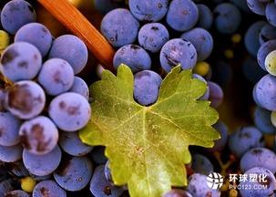 网红葡萄怎么念的,品味时尚与自然的完美邂逅